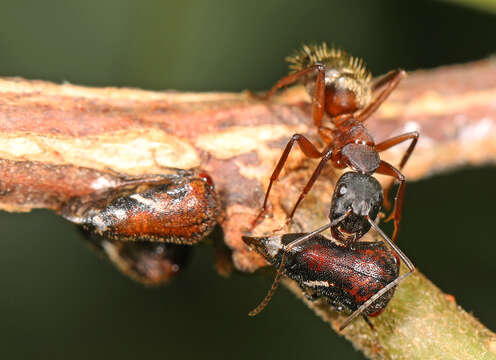 Image of Black Locust Treehopper