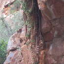 Image of Gasteria rawlinsonii Oberm.