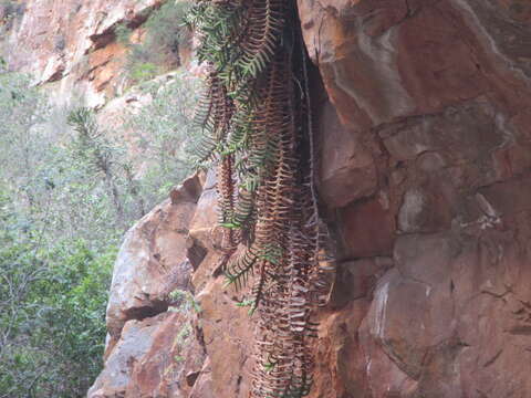 Image of Gasteria rawlinsonii Oberm.