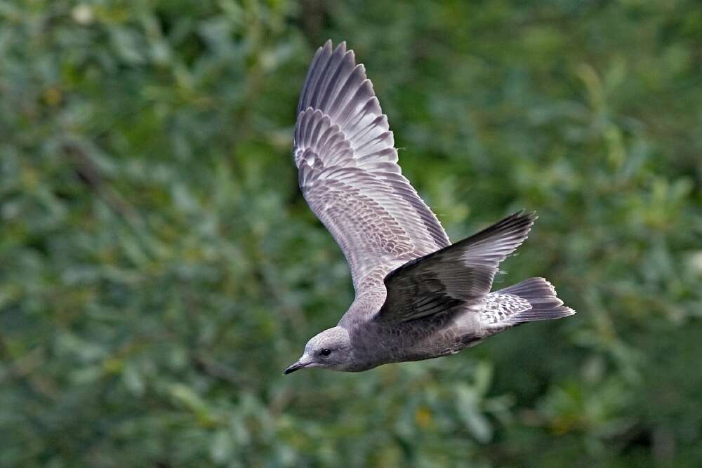 Image of Short-billed Gull