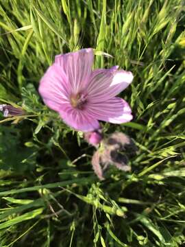 Image of dwarf checkerbloom