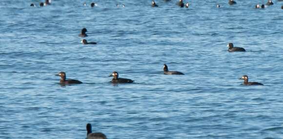 Image of Velvet Scoter