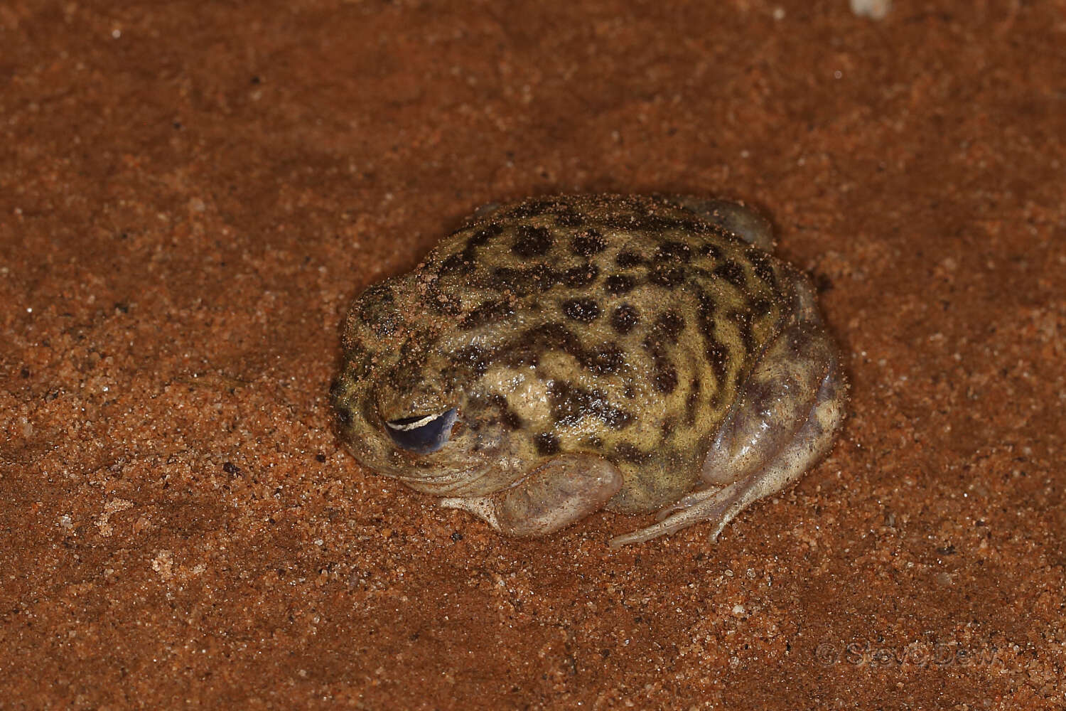 Image of Kunapalari Frog