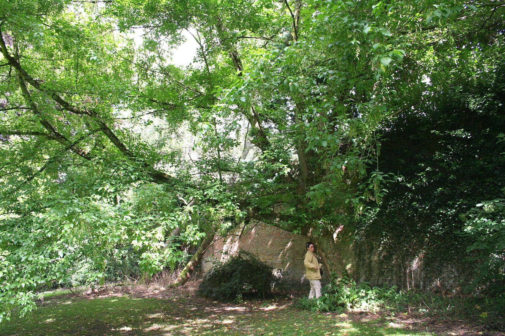 Image of Box Elder