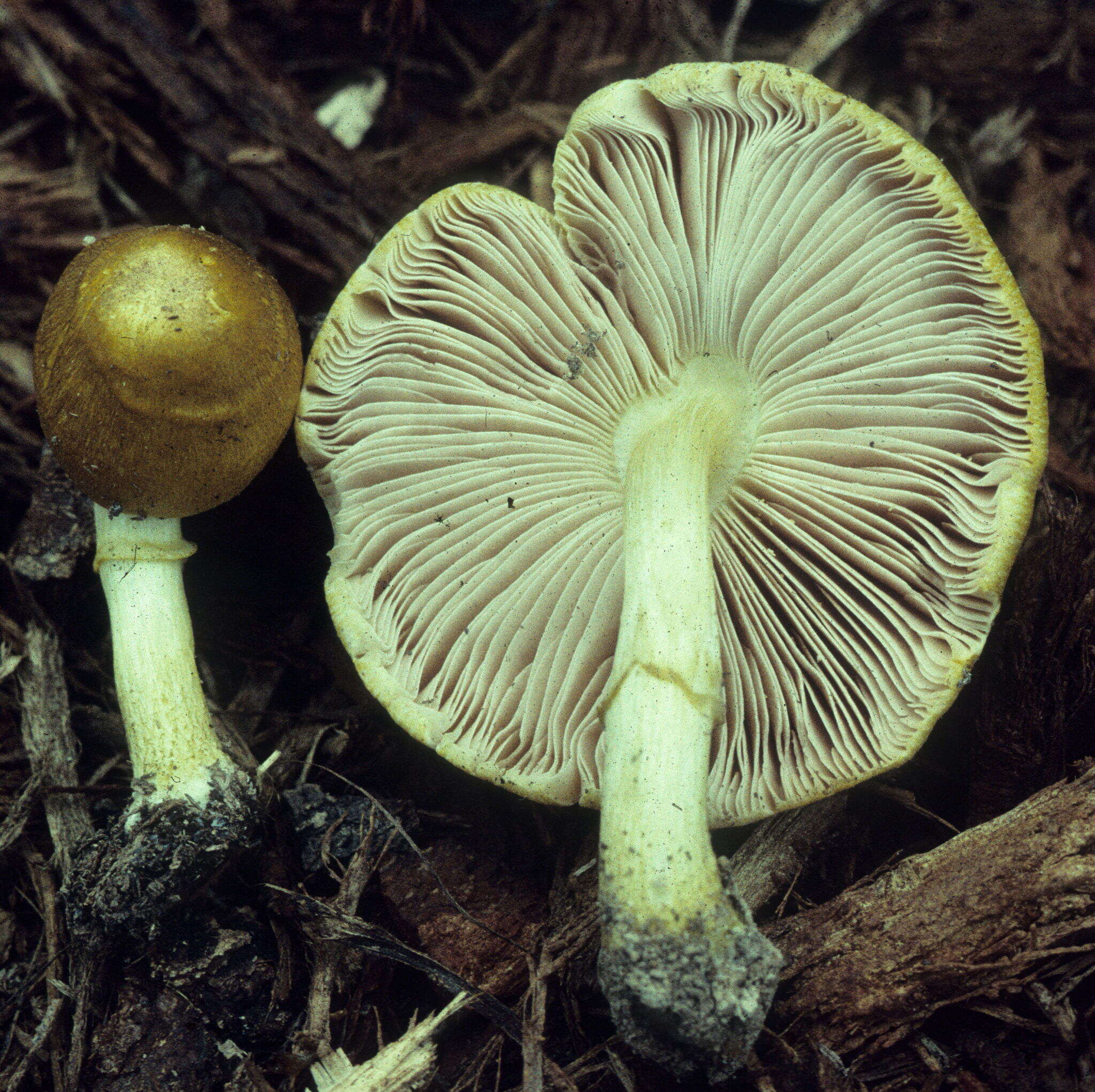 Image of Pluteus mammillatus (Longyear) Minnis, Sundb. & Methven 2006