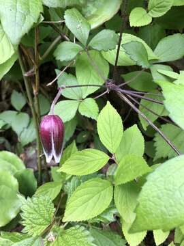 Image of Clematis japonica Thunb.