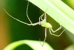 Image of Peucetia viridana (Stoliczka 1869)