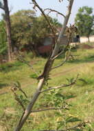 Image of Oaxacan Oak Anole