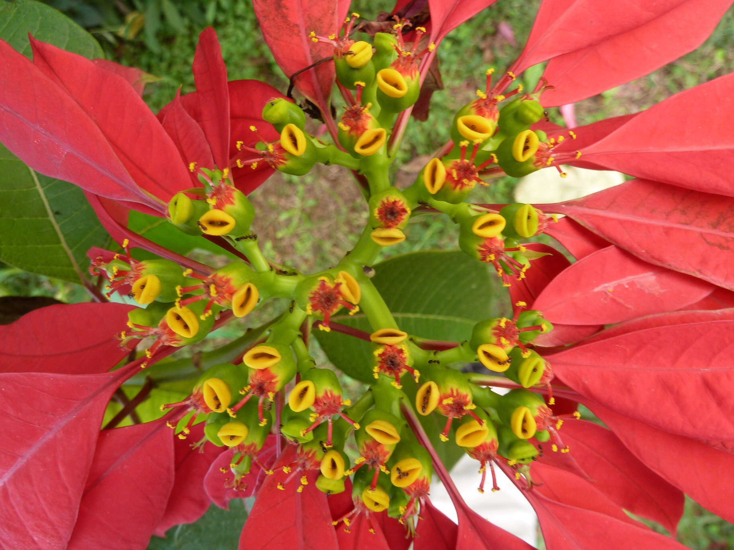 Image of poinsettia