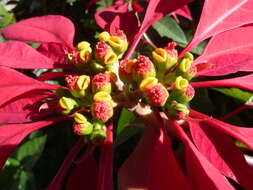 Image of poinsettia