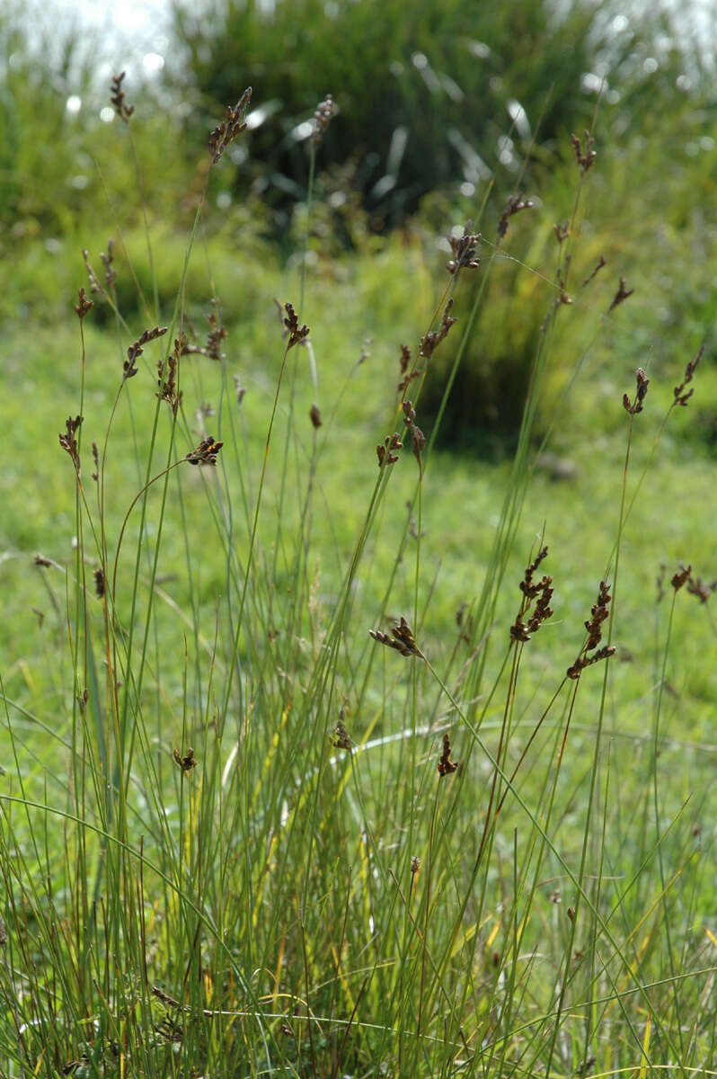 Image of Juncus imbricatus Laharpe