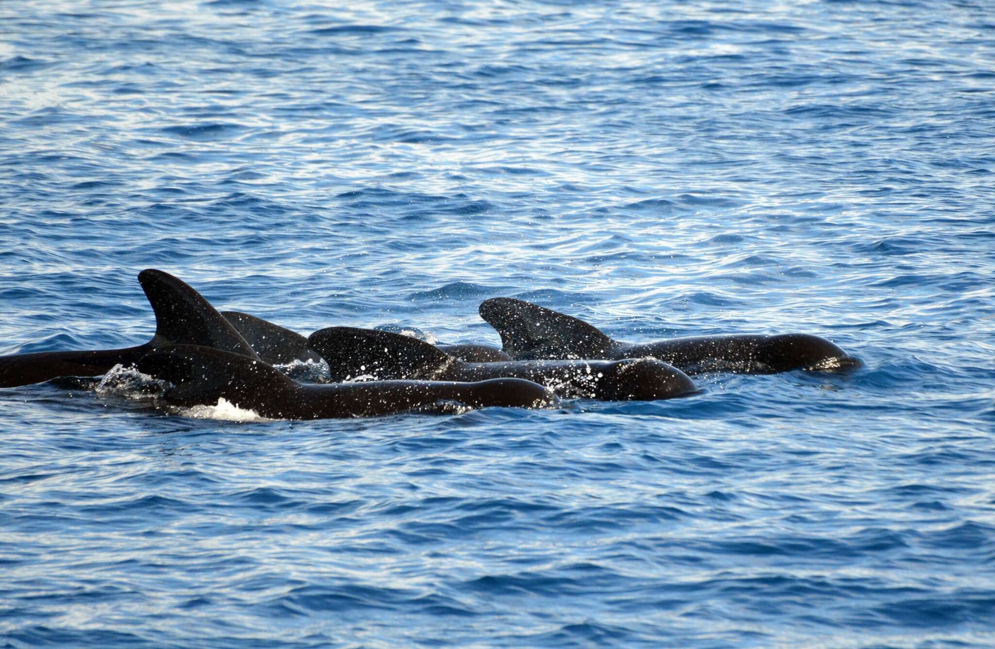 Image of Atlantic Pilot Whale