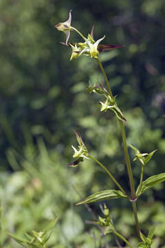 Image of Halenia corniculata (L.) Cornaz