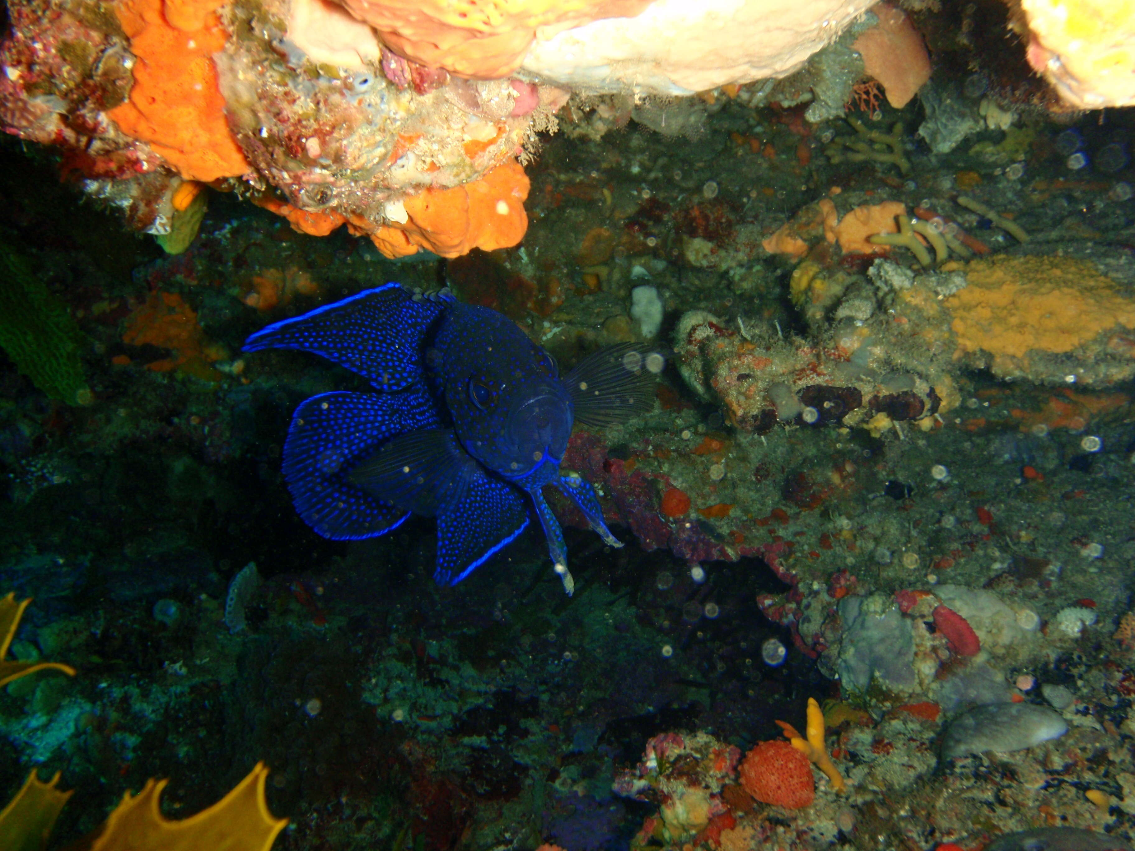 Paraplesiops meleagris (Peters 1869) resmi