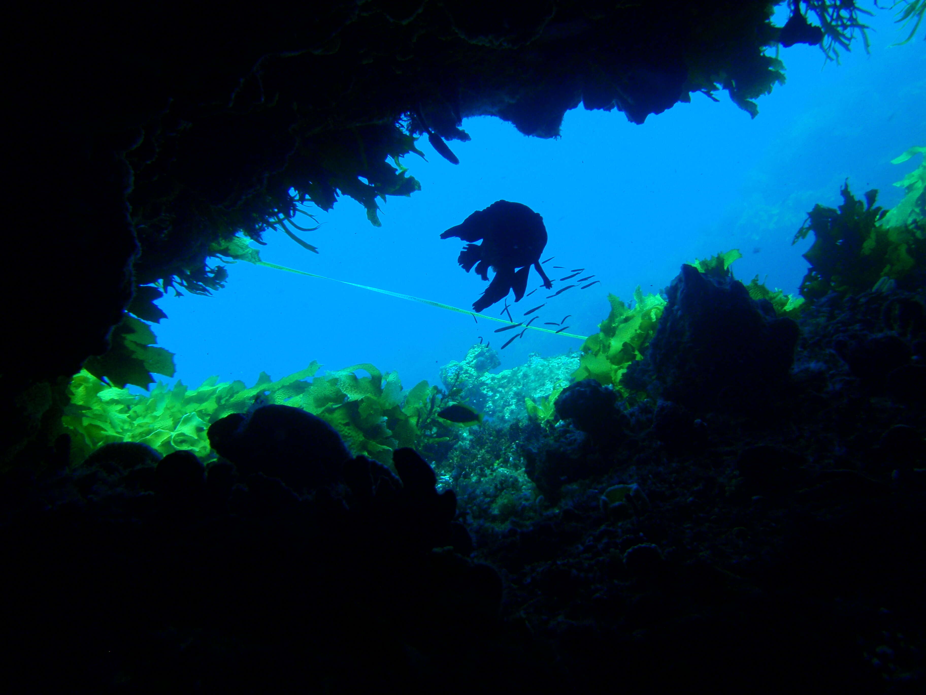 Paraplesiops meleagris (Peters 1869) resmi