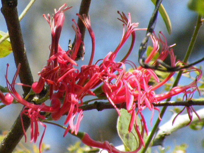 Image de Plicosepalus kalachariensis (Schinz) Danser