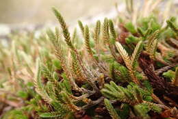 Image of Wallace's spikemoss