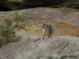 Image of Harris's Antelope Squirrel