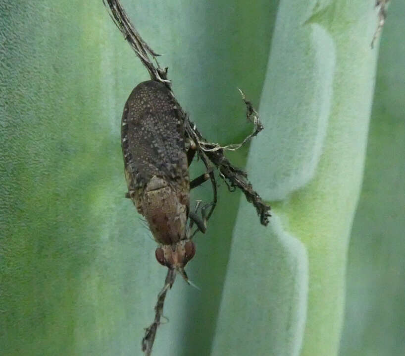 Image de Euthycera cribrata (Rondani 1868)