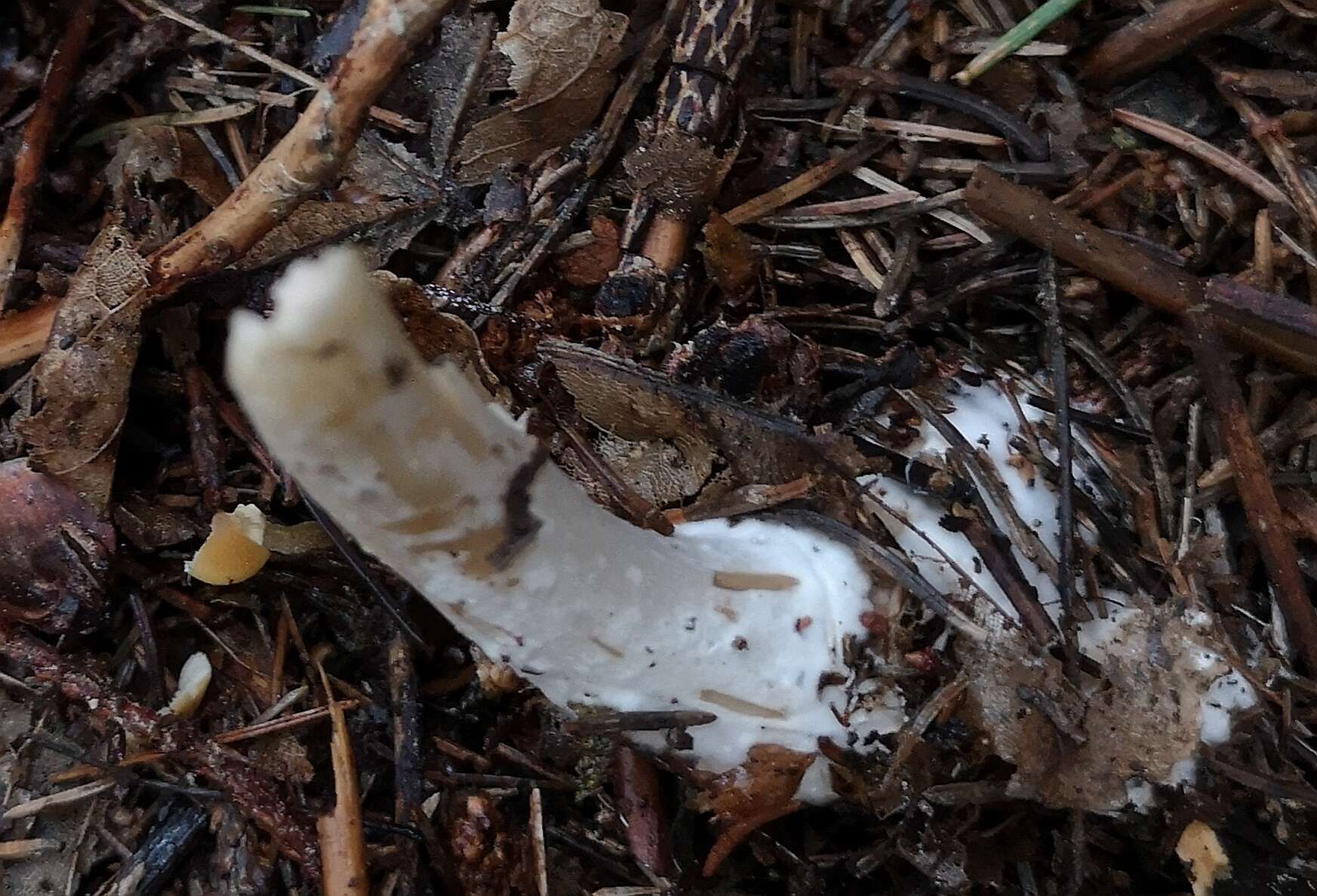 Image of Leucoagaricus nympharum (Kalchbr.) Bon 1977