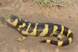 Image of Barred Tiger Salamander