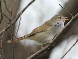 Image of Japanese Bush Warbler