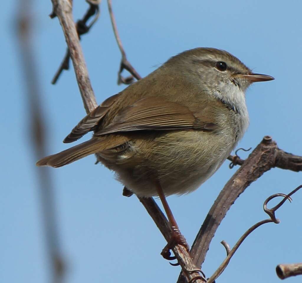 Image of Japanese Bush Warbler