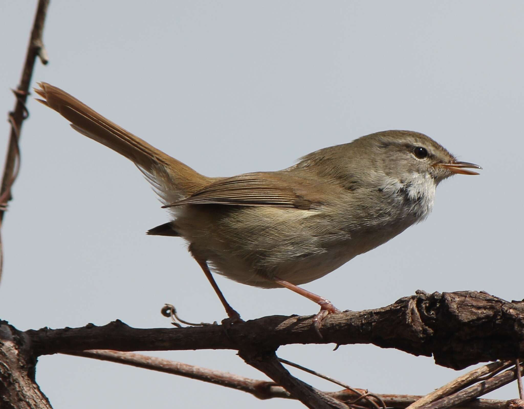 Image of Japanese Bush Warbler