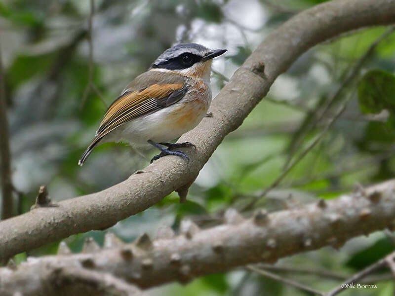 Image of Forest Batis