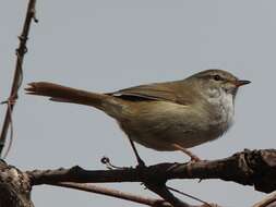 Image of Japanese Bush Warbler