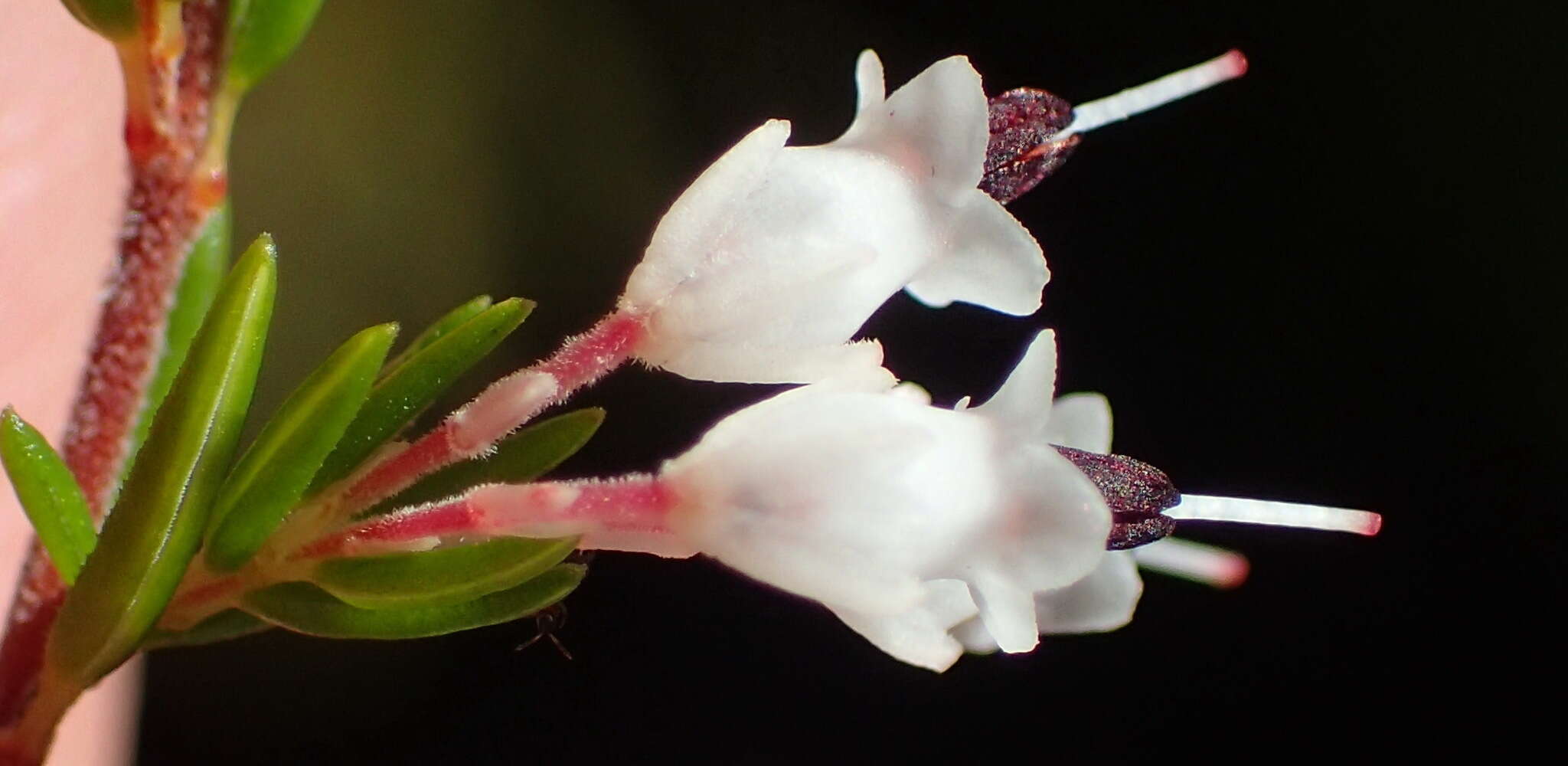 Image of Erica fuscescens (Klotzsch) E. G. H. Oliver