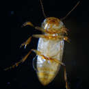 Image of Haideoporus texanus Young & Longley 1976