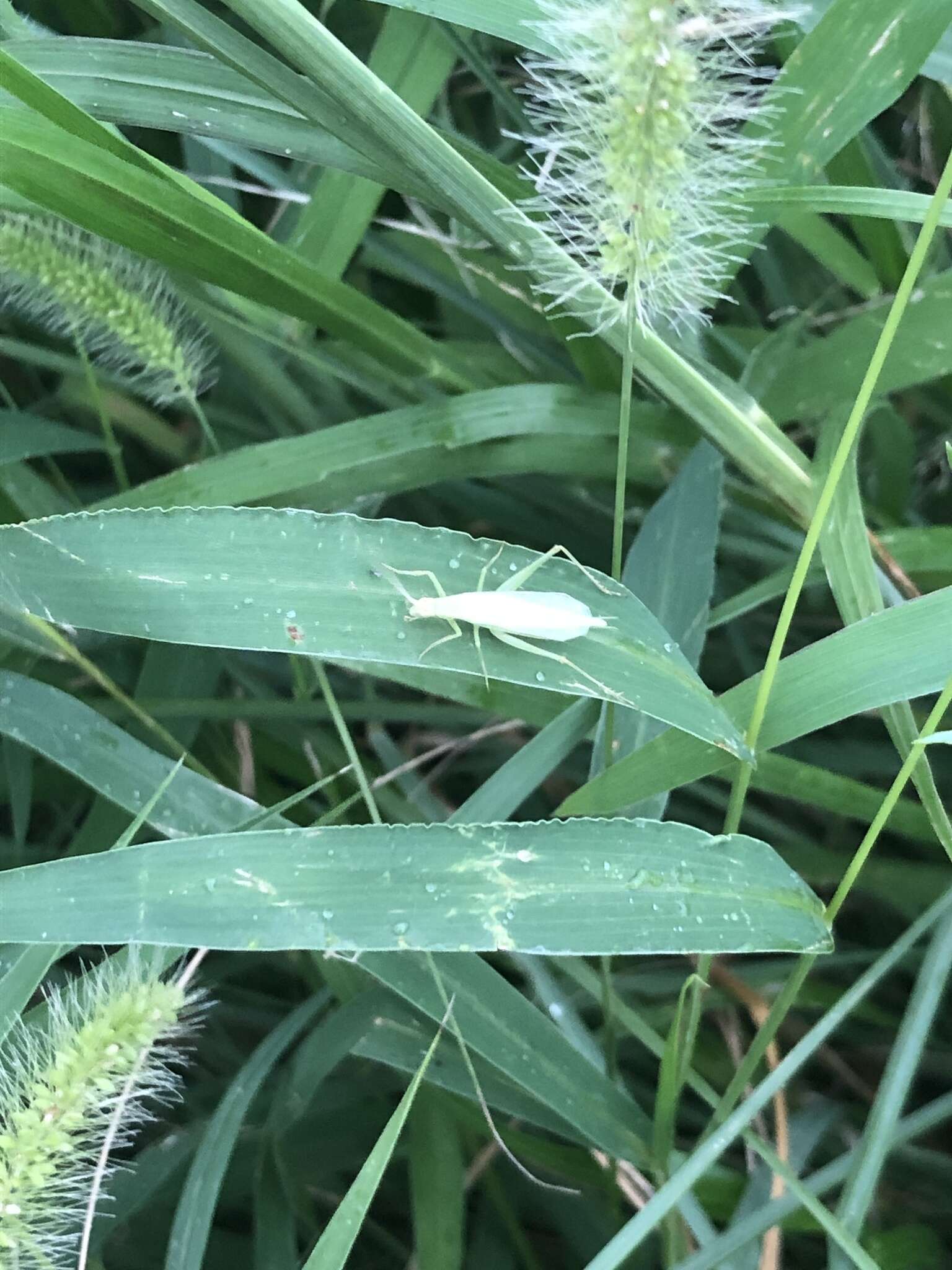 Image of Oecanthus euryelytra Ichikawa 2001