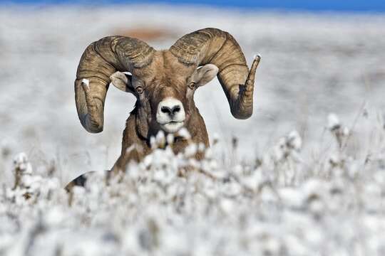 Image of bighorn sheep