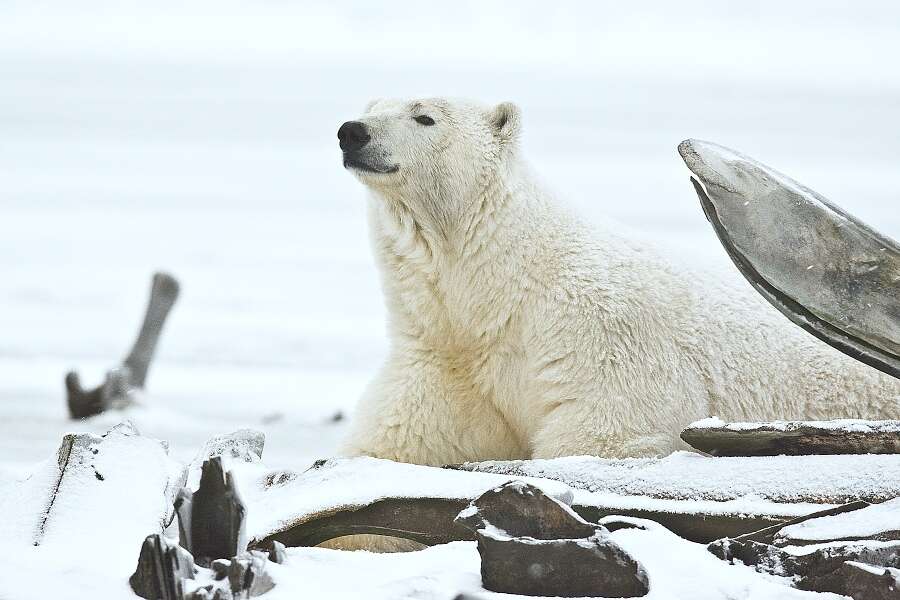 Imagem de urso-polar