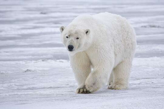 Imagem de urso-polar