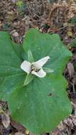 Trillium chloropetalum var. giganteum (Hook. & Arn.) Munz resmi