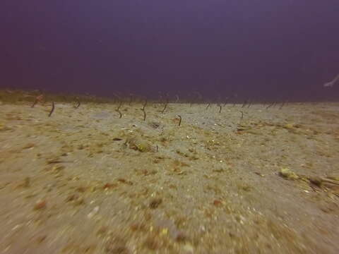 Image of Brown Garden Eel