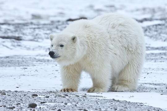 Imagem de urso-polar