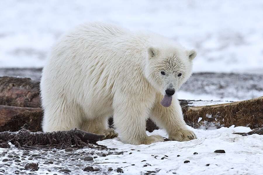 Imagem de urso-polar