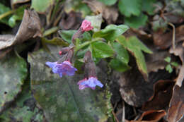 Image of Lungwort