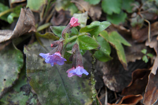 Image of Lungwort