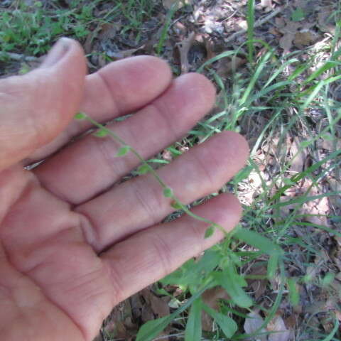 Imagem de Myosotis macrosperma Engelm.