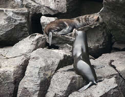 Image de Arctocéphale des Galapagos