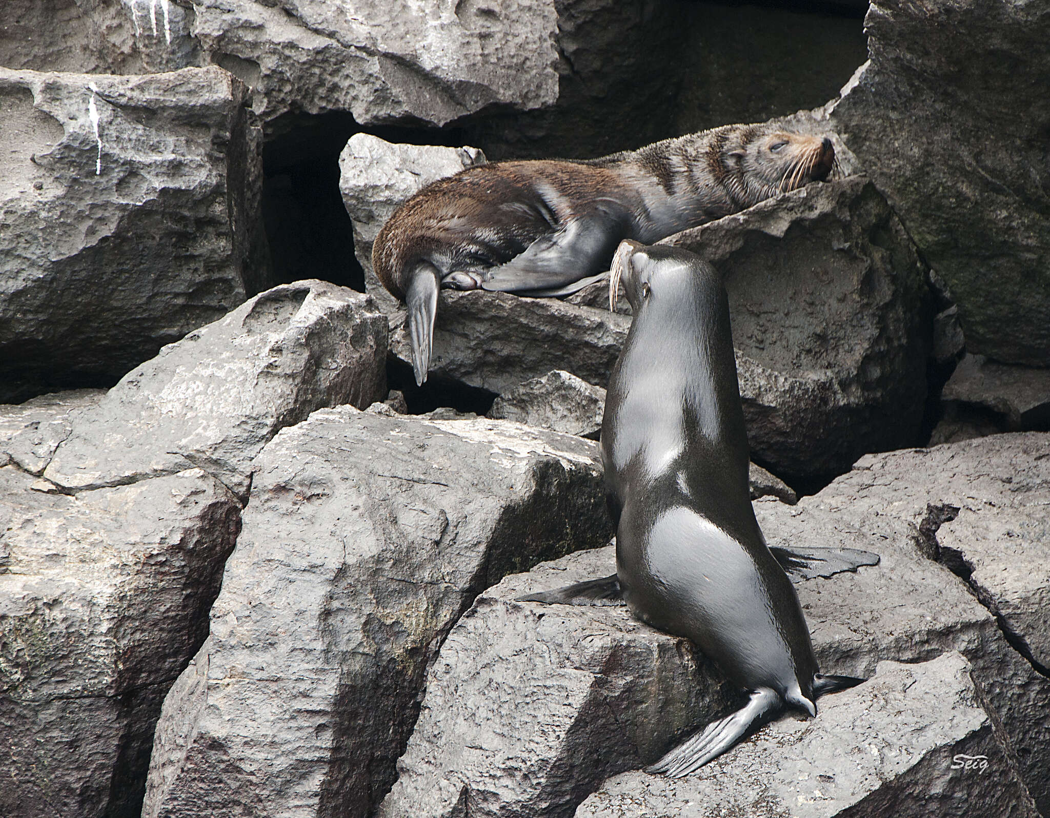 Image of Galapagos Fur Seal