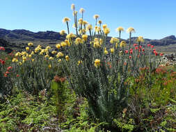 Image of Leucospermum reflexum var. luteum J. P. Rourke