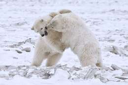 Imagem de urso-polar