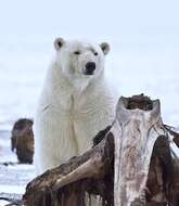 Imagem de urso-polar