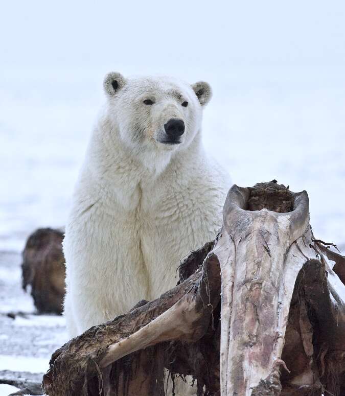 Image de Ours blanc