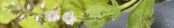 Image of Veronica officinalis var. officinalis